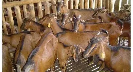 福建汀州土特产,福建零食特产有哪些