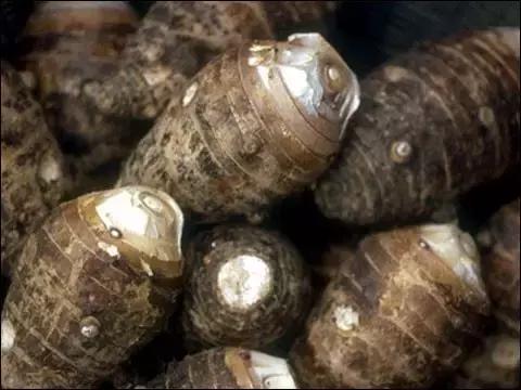 福建汀州土特产,福建零食特产有哪些