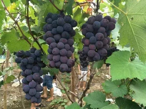 福建汀州土特产,福建零食特产有哪些