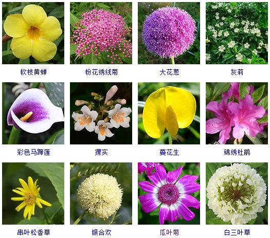 春天有哪些花会开的特征,在春天有哪些花会开常见的