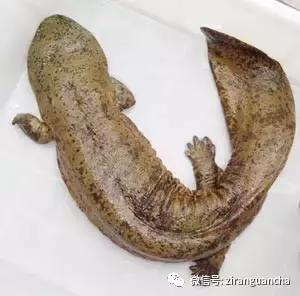 生物分类方法和技巧,最全生物分类