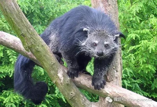 生物分类方法和技巧,最全生物分类