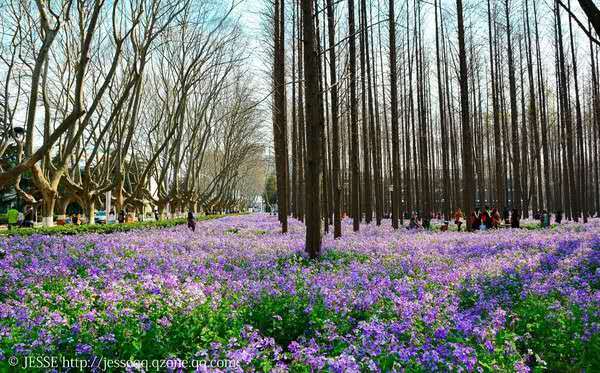 “人间天堂”的法学院系怎么样?来看江苏省榜单呀