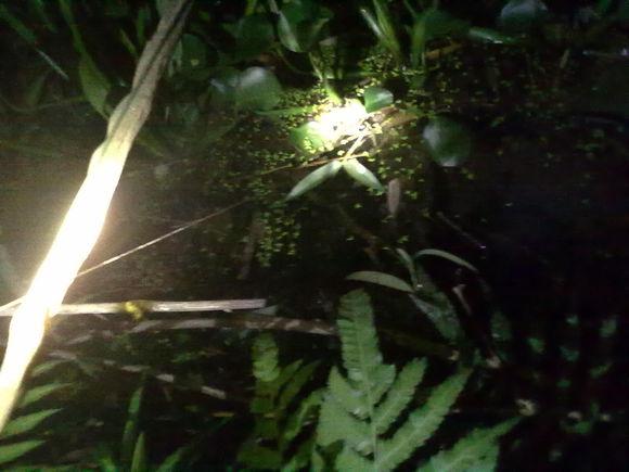 在农村钓鱼用什么虫子,农村钓鱼用什么饵料最好