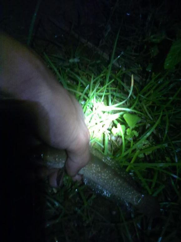 在农村钓鱼用什么虫子,农村钓鱼用什么饵料最好