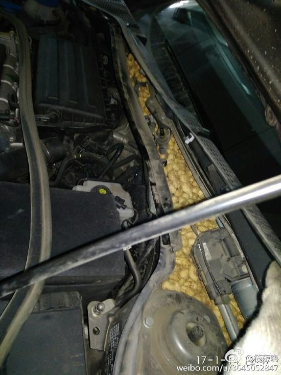 老鼠存一年的花生被车主发现,老鼠存花生被车主发现