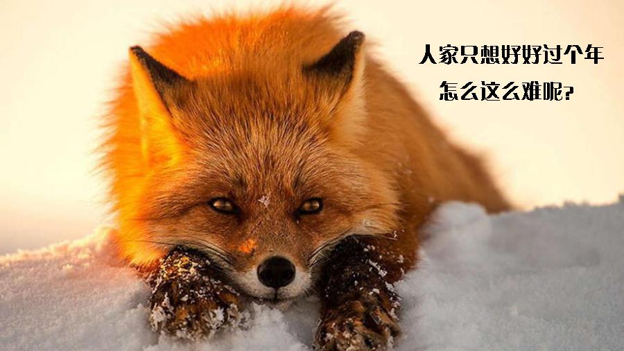 老鼠存一年的花生被车主发现,老鼠存花生被车主发现