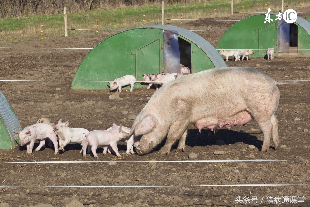 猪场里有好多小猪,猪场夜晚排尿