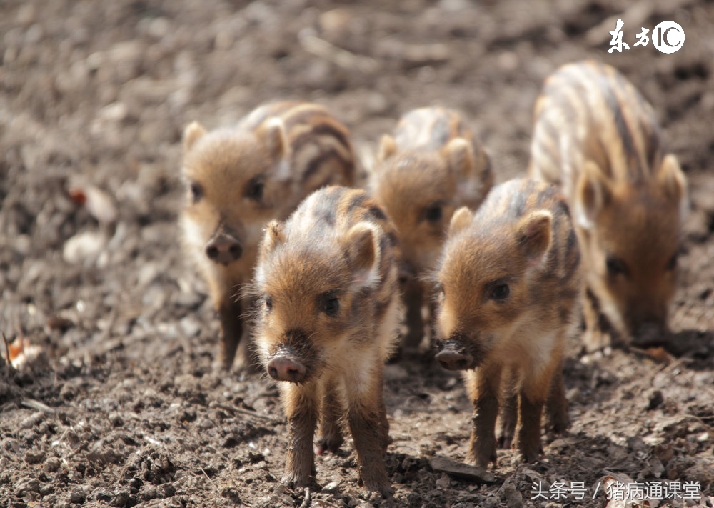 猪场里有好多小猪,猪场夜晚排尿