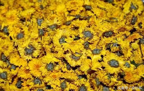 茶叶怎么做枕头芯,喝过的茶叶做成枕头有什么好处