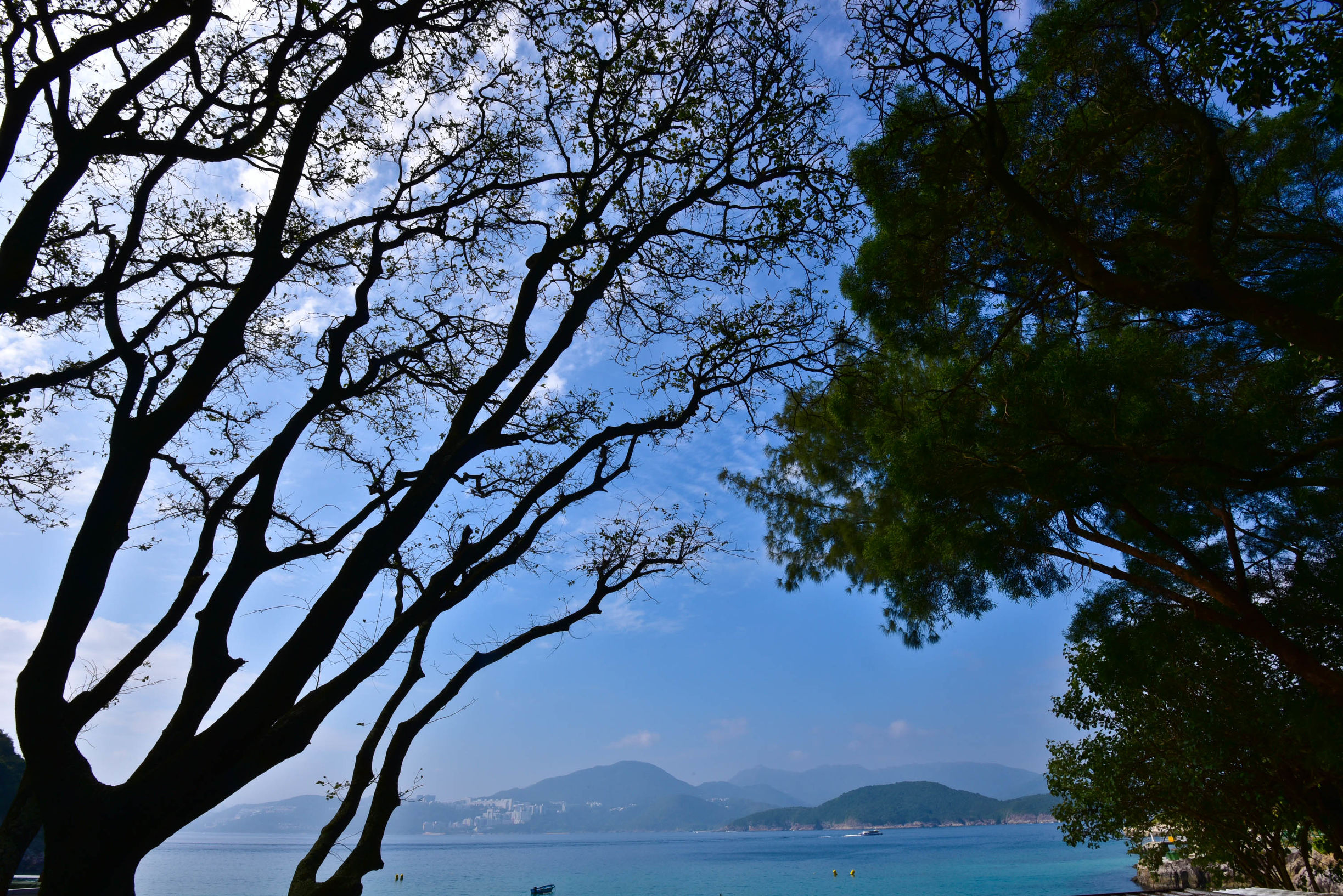 兔子游日本,兔子海边旅行记