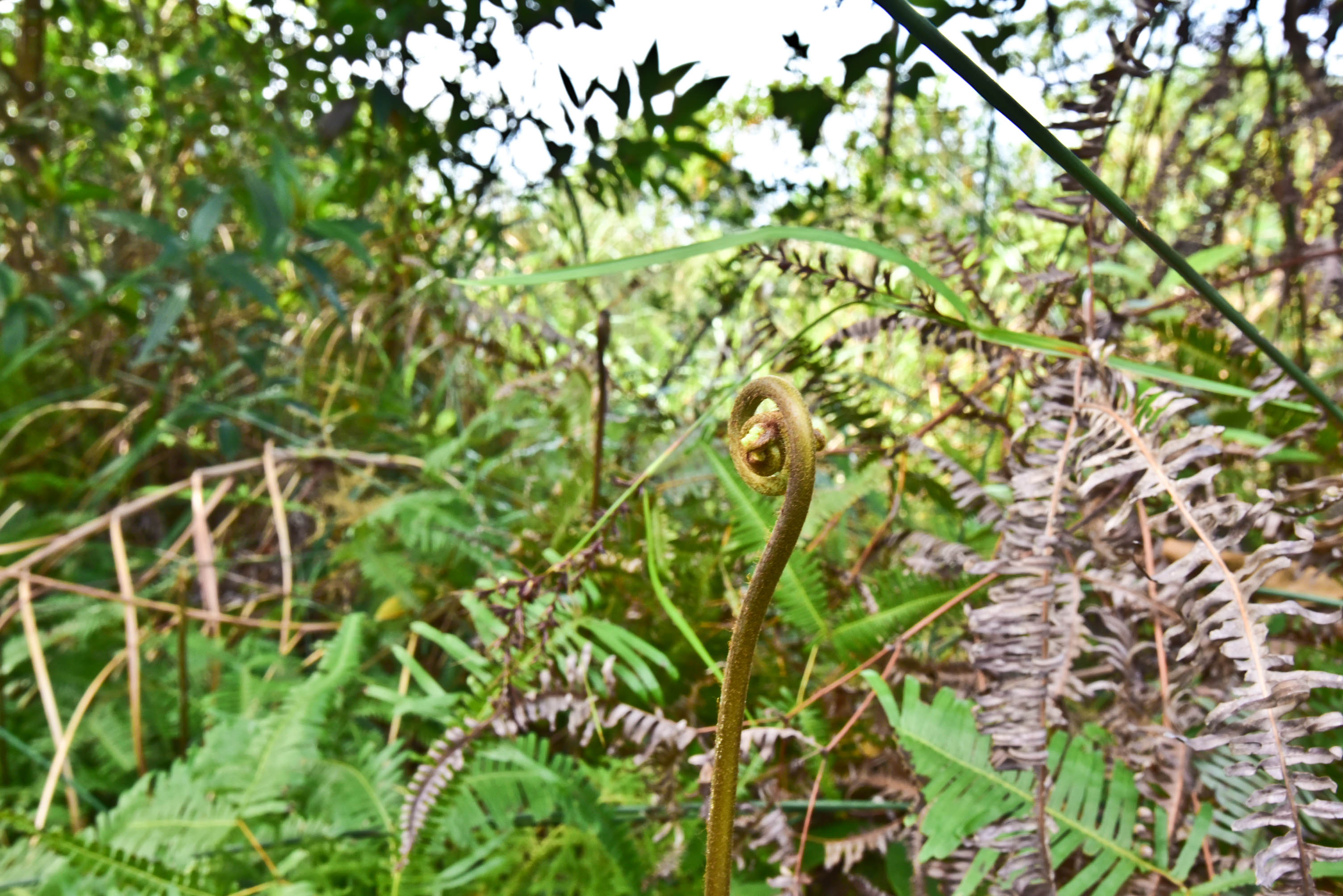 兔子游日本,兔子海边旅行记