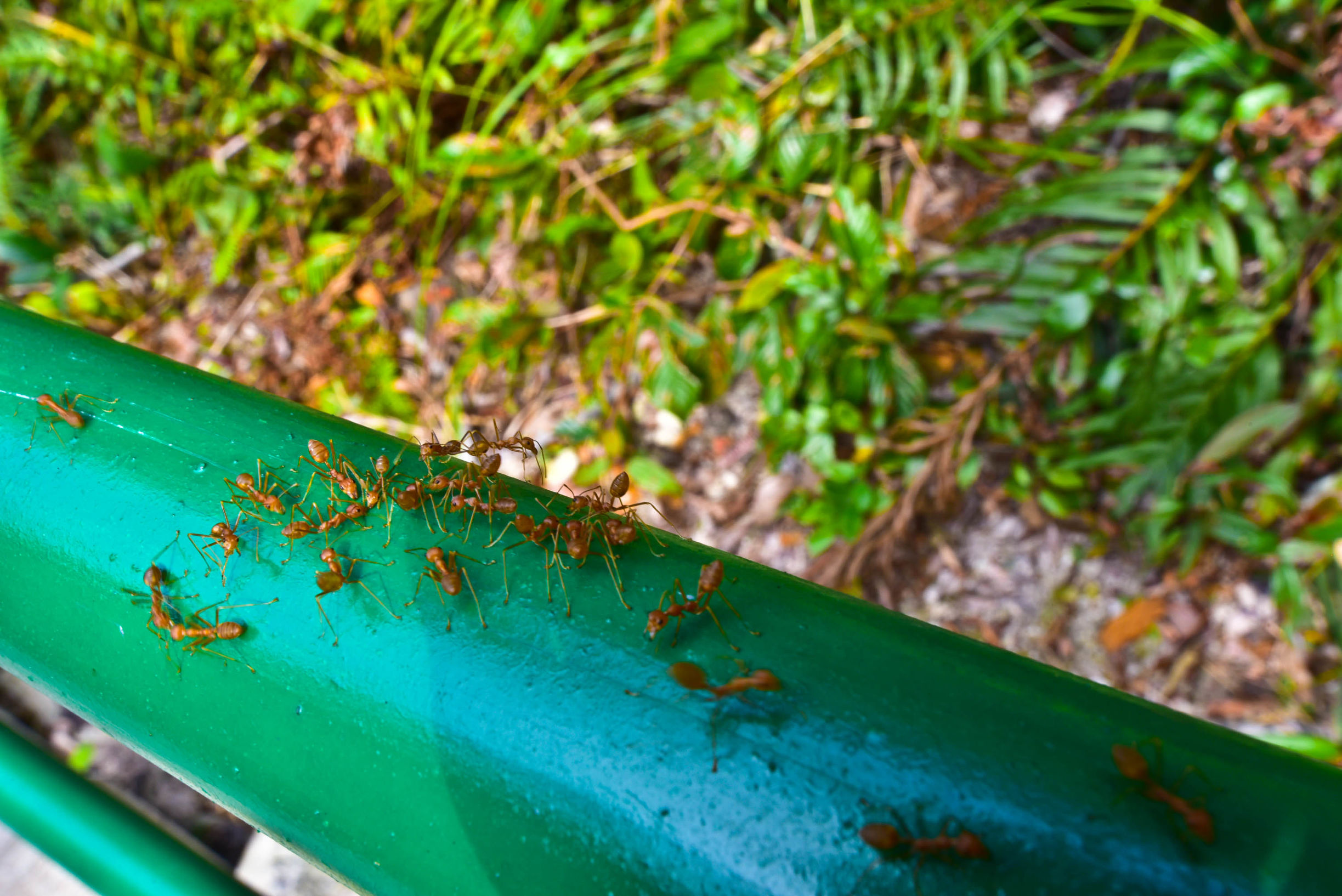 兔子游日本,兔子海边旅行记