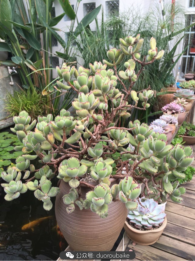 黄色熊童子多肉植物状态图,多肉植物熊童子怎么养