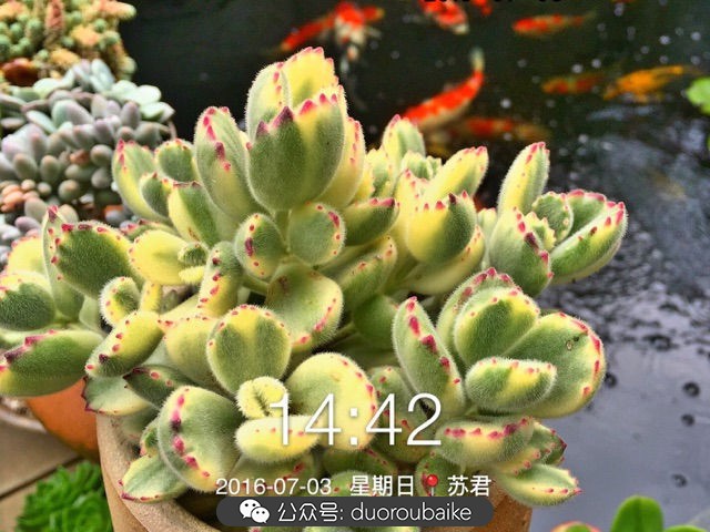 黄色熊童子多肉植物状态图,多肉植物熊童子怎么养