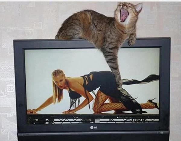 笑话十则，我在搞笑，借着热闹，掩盖着心跳母鸡开花