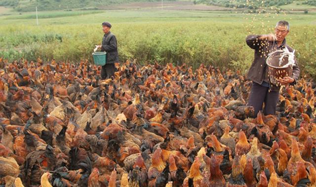 养鸡用中药方法大全,中药养鸡技术知识大全