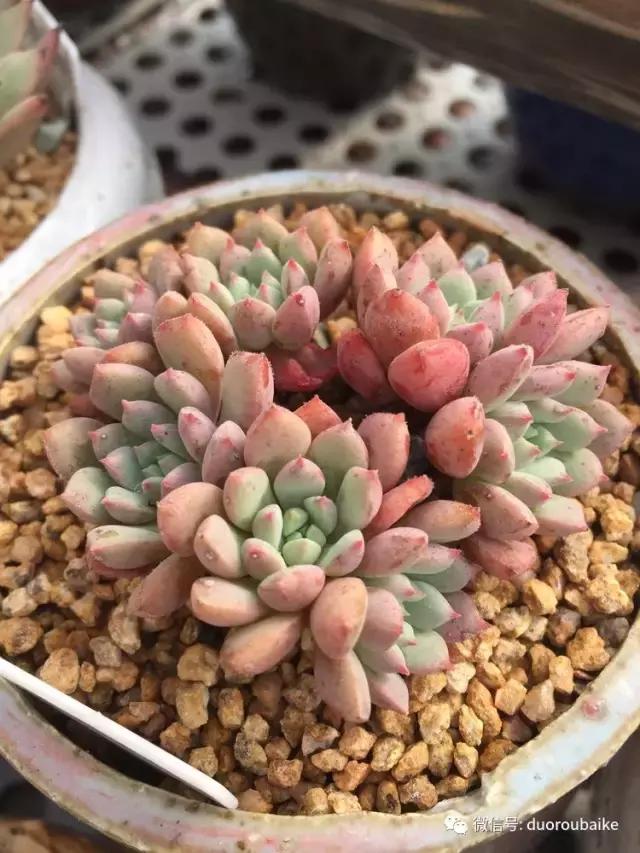 没有暖气的包邮区，肉肉照样美美的！