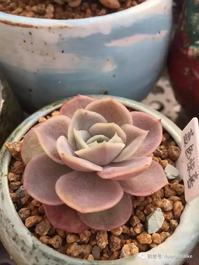 没有暖气的包邮区，肉肉照样美美的！