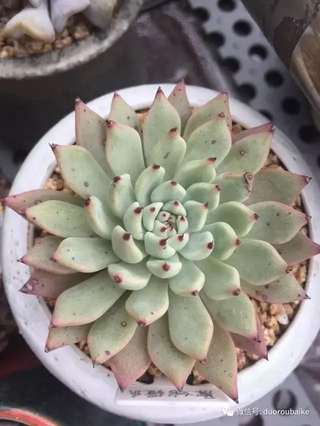 没有暖气的包邮区，肉肉照样美美的！