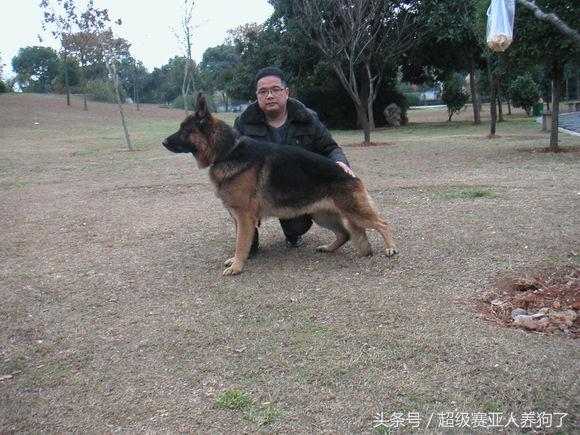 狗狗正确的洗澡步骤，附上爱犬照片