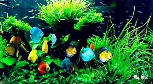 水草缸养小型热带鱼用多大的缸好,水草缸适合混养哪些小型热带鱼