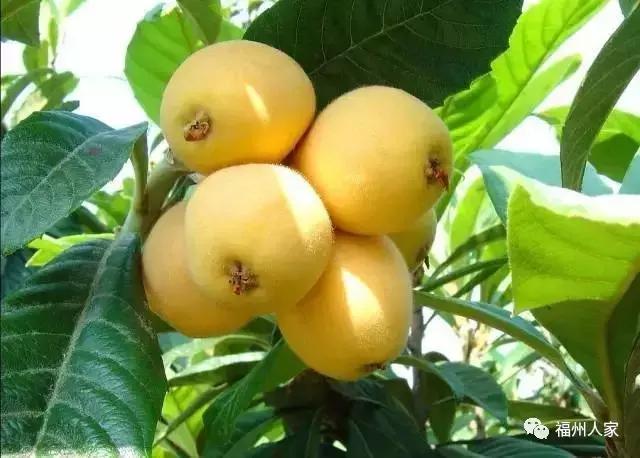 福建汀州土特产,福建零食特产有哪些