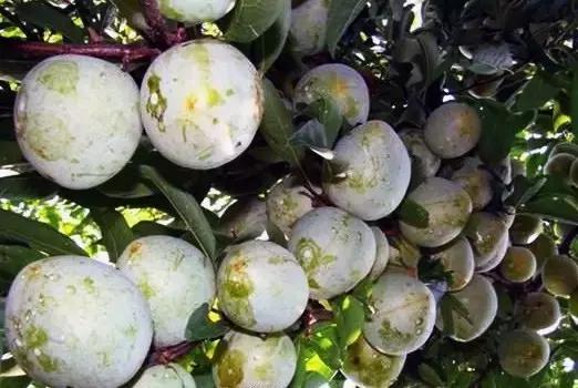 福建汀州土特产,福建零食特产有哪些