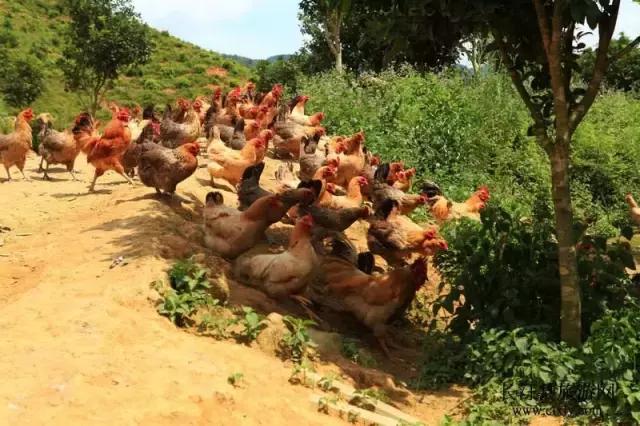 福建汀州土特产,福建零食特产有哪些