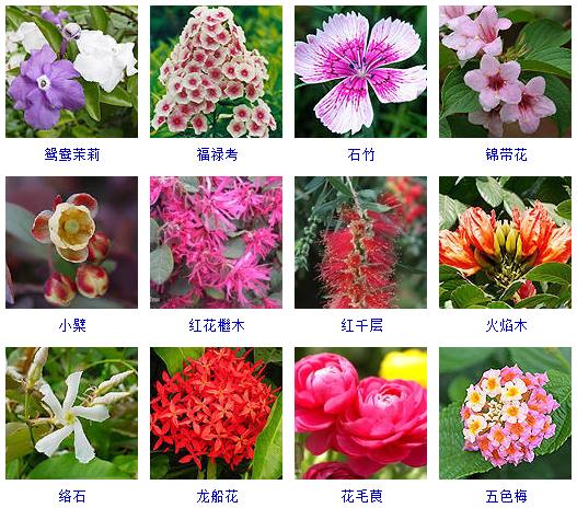 春天有哪些花会开的特征,在春天有哪些花会开常见的