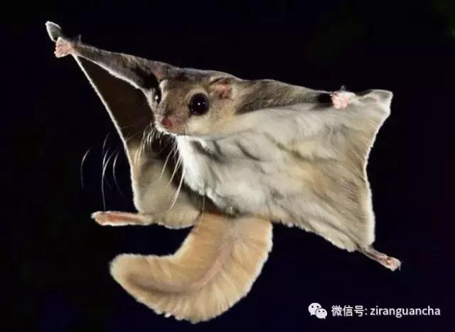 生物分类方法和技巧,最全生物分类