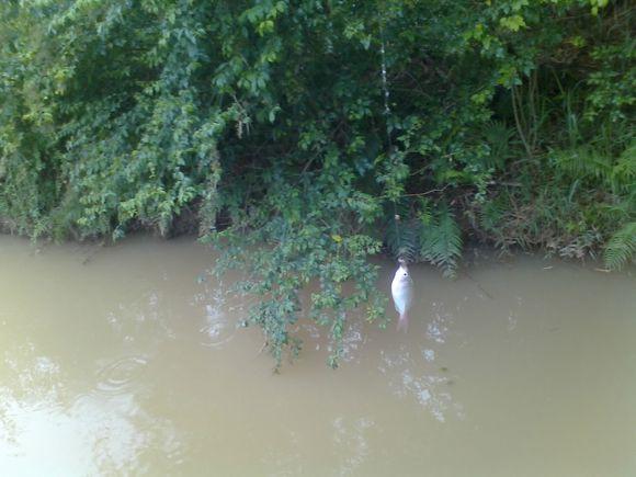 在农村钓鱼用什么虫子,农村钓鱼用什么饵料最好