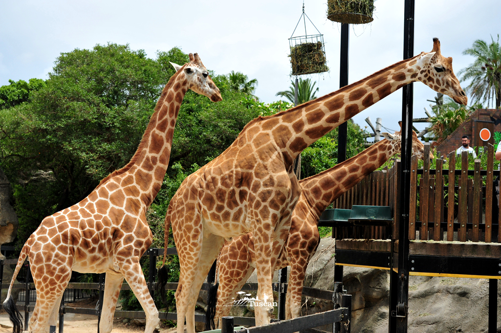 悉尼旅游攻略网红,怎么攻略悉尼