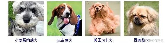 狗狗品种大全按体型智商怎么分,聪明狗狗品种大全及图片及名字