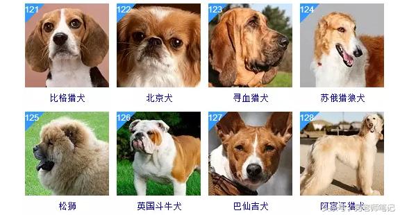 狗狗品种大全按体型智商怎么分,聪明狗狗品种大全及图片及名字