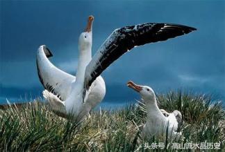 鸟类史上的壮举，为保家卫国同武装到牙齿的美军展开生死血战