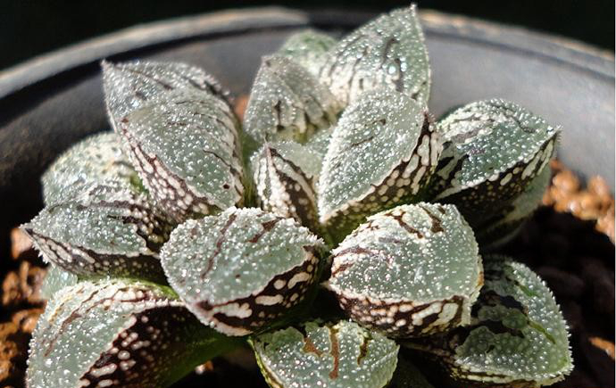 十二卷寿品相,十二卷玉寿