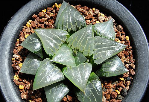 十二卷寿品相,十二卷玉寿