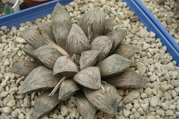 十二卷寿品相,十二卷玉寿