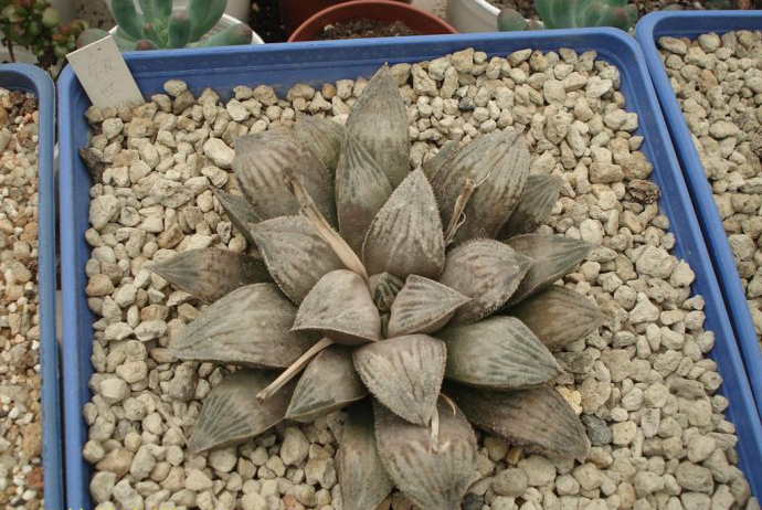 十二卷寿品相,十二卷玉寿