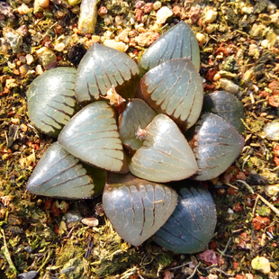 十二卷寿品相,十二卷玉寿