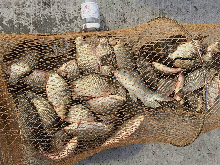 冬钓鲫大红虫好还是小红虫好,冬季用红虫鲫还是腥香鲫好