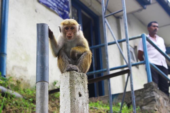 斯里兰卡旅游7天多少钱,去斯里兰卡最便宜方法