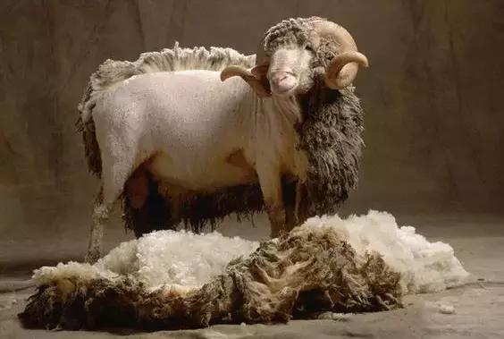 新西兰美利奴皮毛一体好不好,新西兰进口美利奴细羊毛