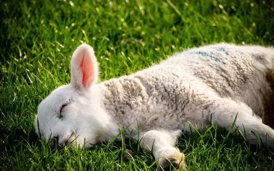 新西兰美利奴皮毛一体好不好,新西兰进口美利奴细羊毛