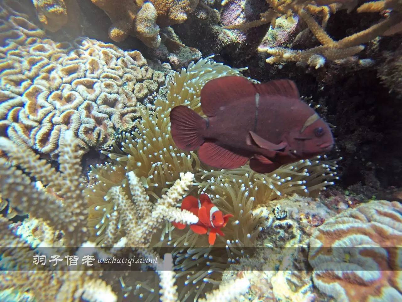 印尼美娜多旅游潜水攻略,印尼美娜多潜水圣地