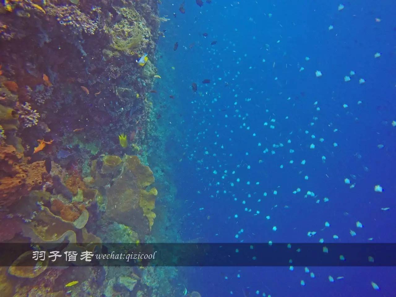 印尼美娜多旅游潜水攻略,印尼美娜多潜水圣地