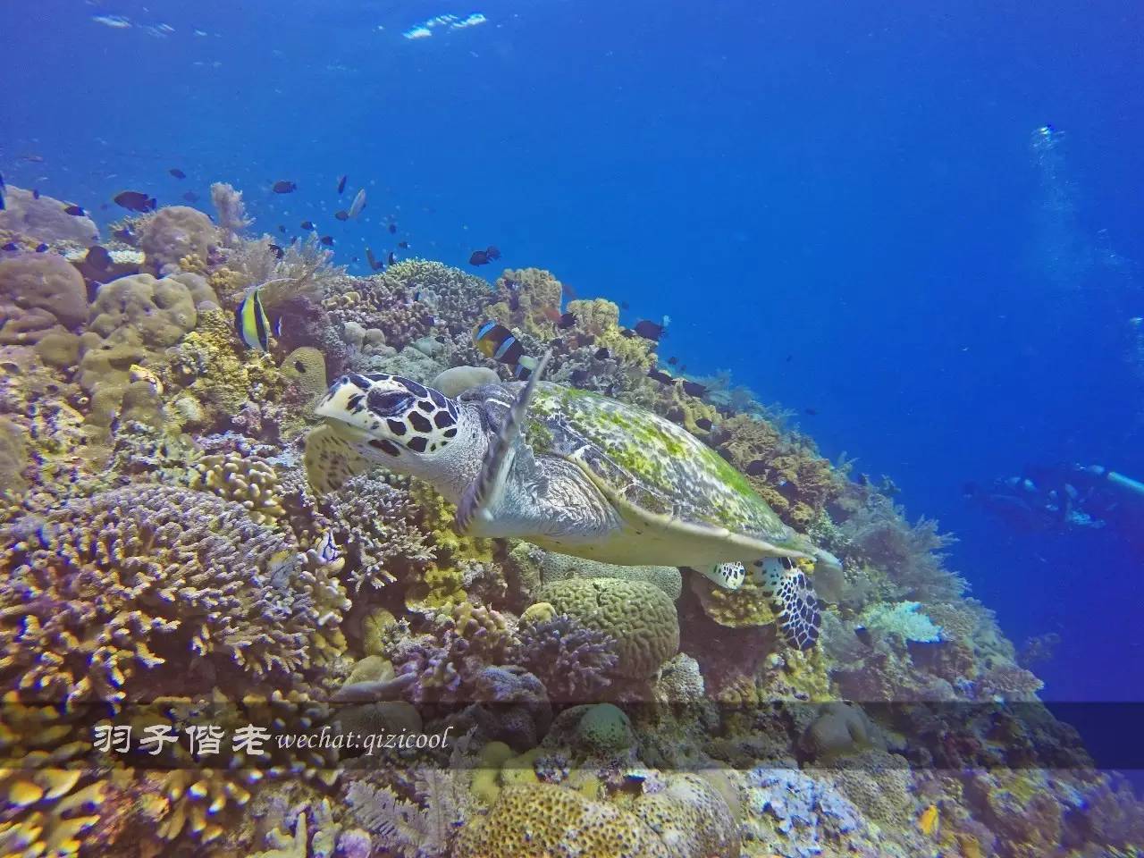 印尼美娜多旅游潜水攻略,印尼美娜多潜水圣地