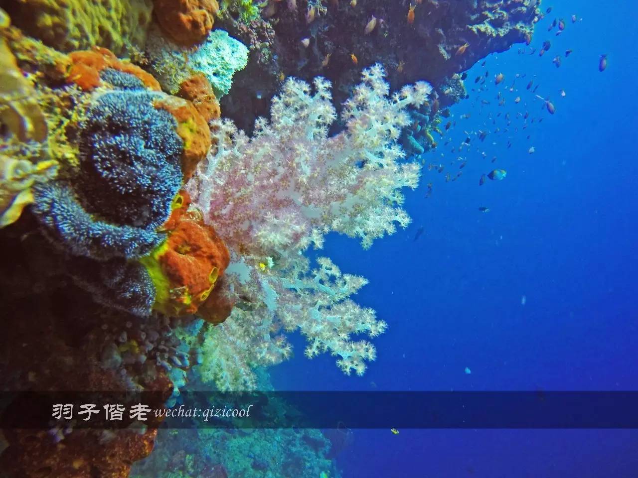 印尼美娜多旅游潜水攻略,印尼美娜多潜水圣地