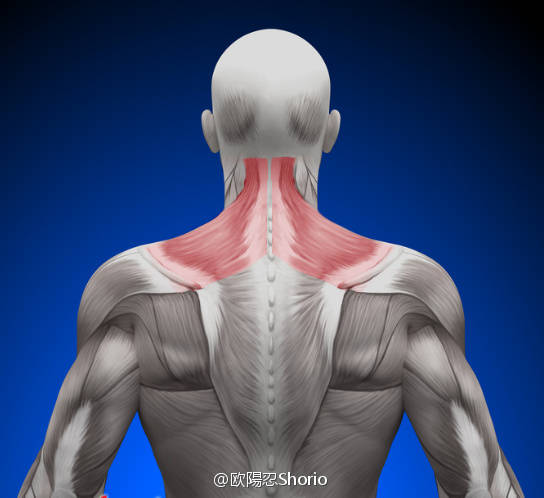 斜方肌紧绷通过按摩可以放松嘛,一直给肩膀按摩可以消除斜方肌吗